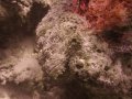 spotted scorpionfish